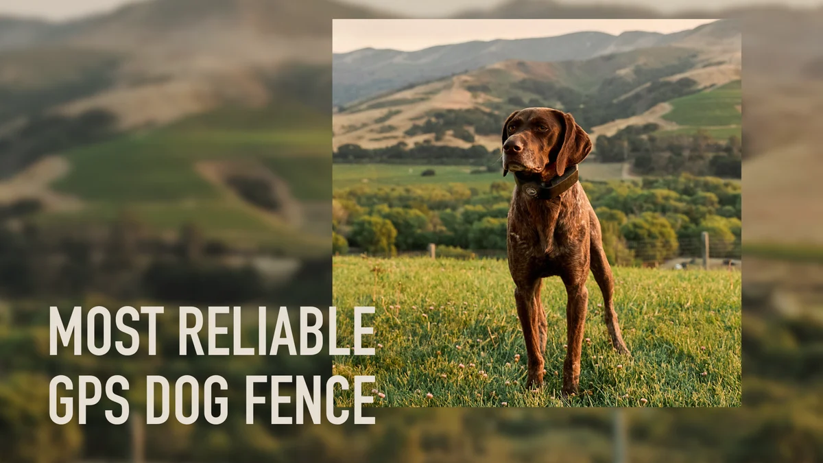 SpotOn GPS Dog Fence, Nova Edition 5