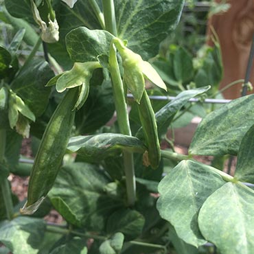 Fun Snack Garden Peas