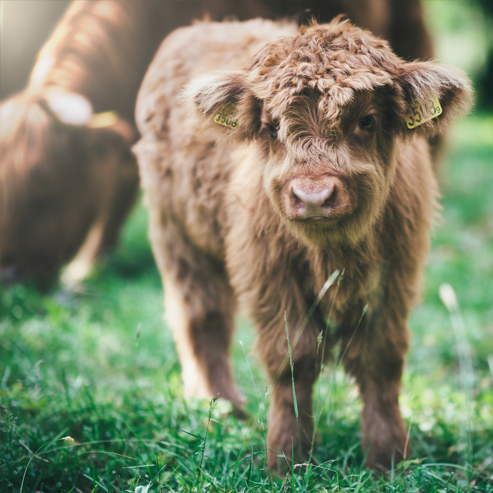 Highland Calf