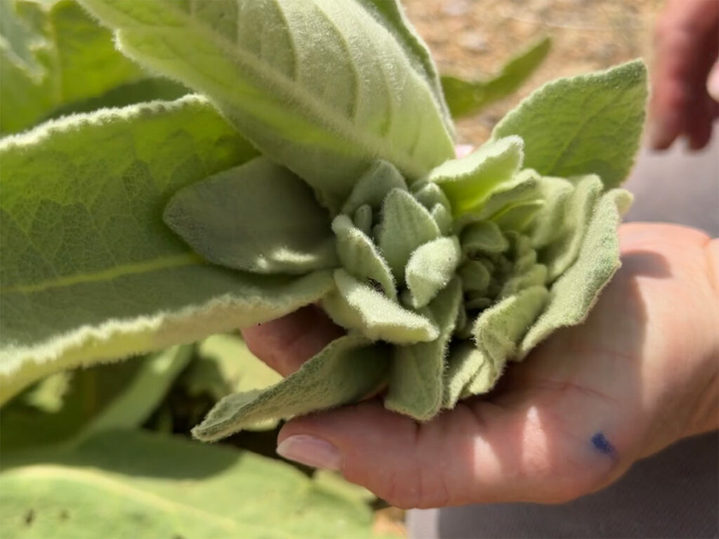 Mullein pick the first year leaves