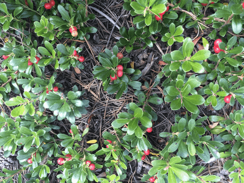 Bearberry in Colorado