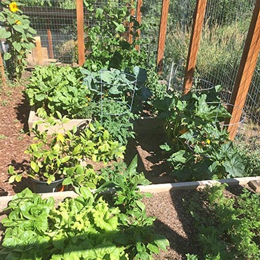 Colorado Garden Growth