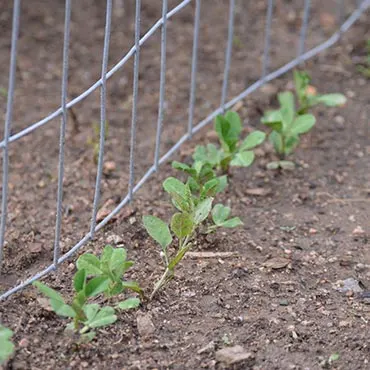 Colorado Garden Plant After May 15th