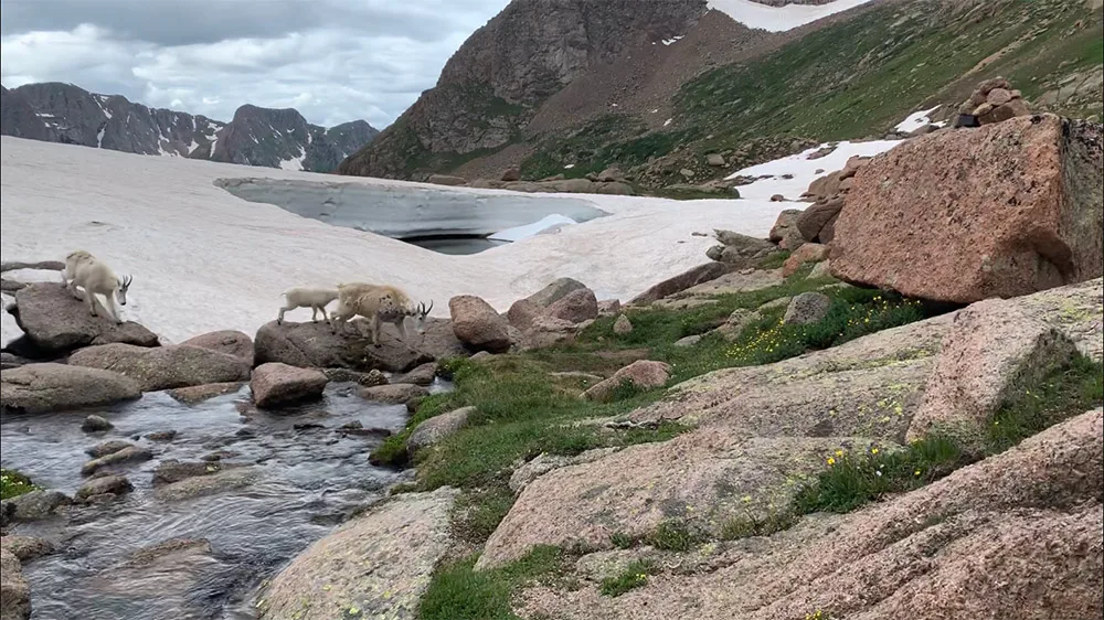 Colorado Goats