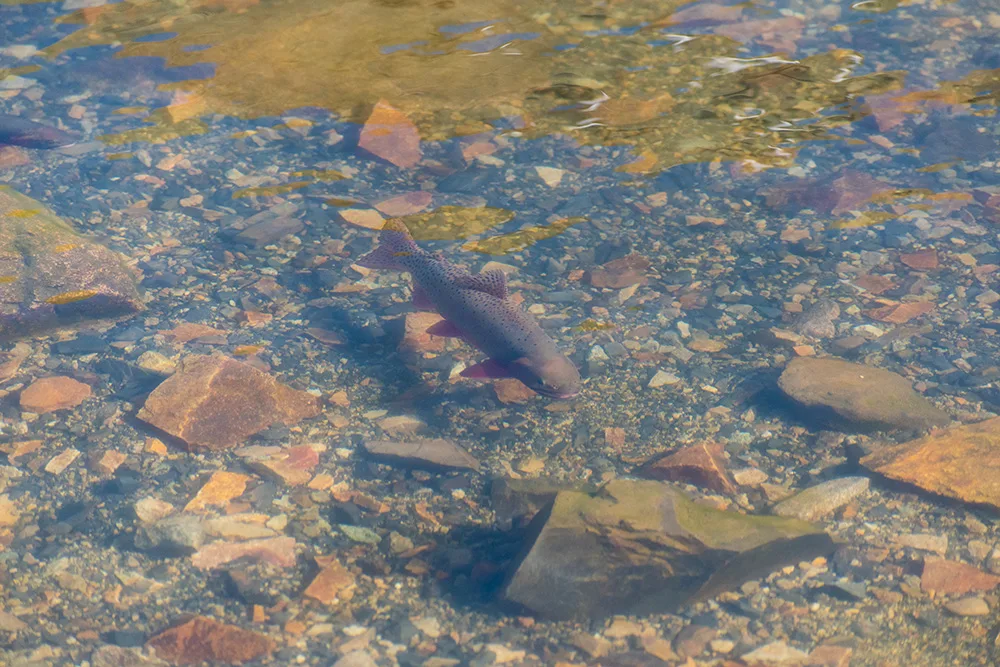 Cutthroat Trout in Lake Agnes Colorado