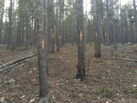 Donner Haunted Trail