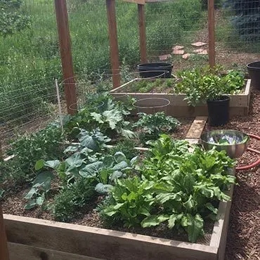 Early Garden Growth