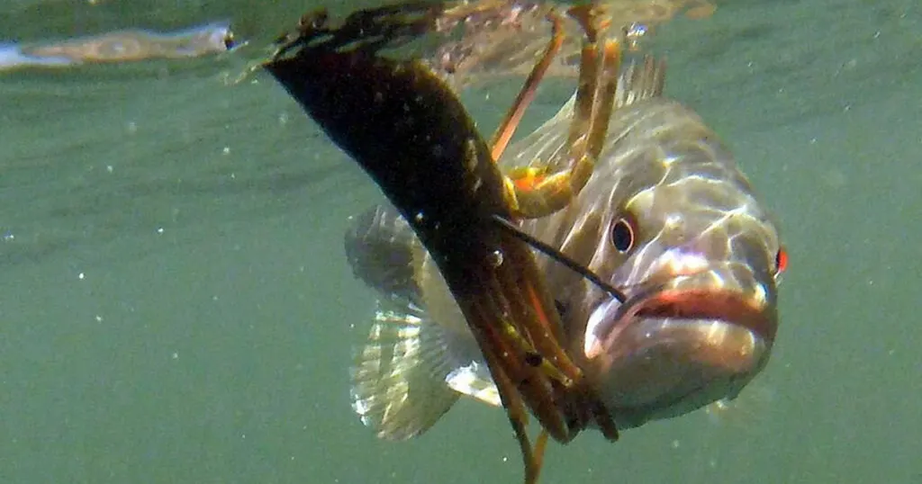 Fishing at Horsetooth Reservoir