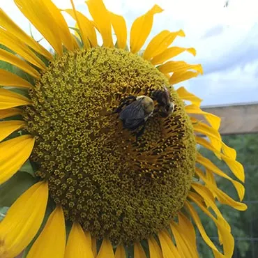 Garden Sunflowers