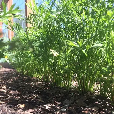 Gardening in Colorado