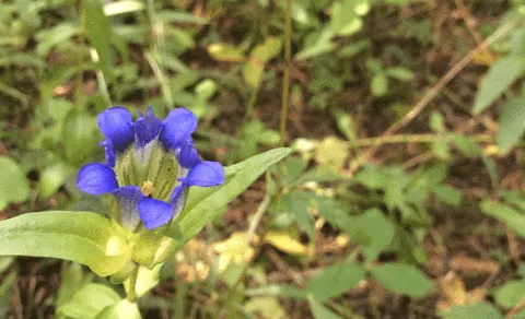 Gentian Flower 