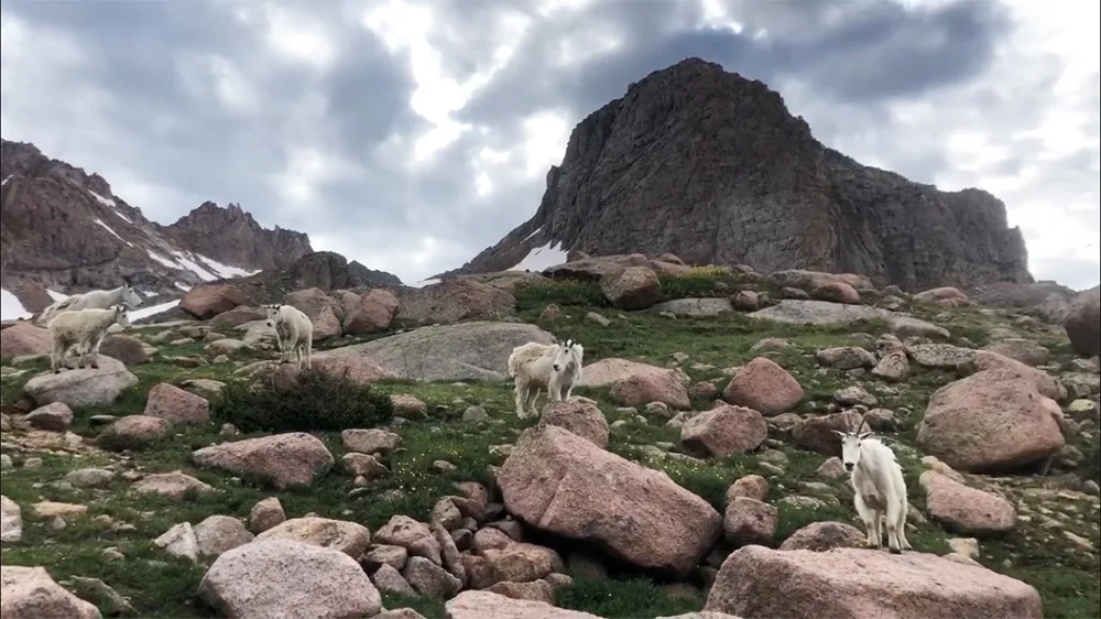 Goats in the Rocky Mountains