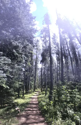 High Trees at Donner Trail