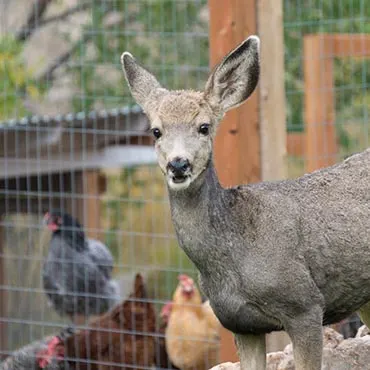 Keep the Deer Out Gardening