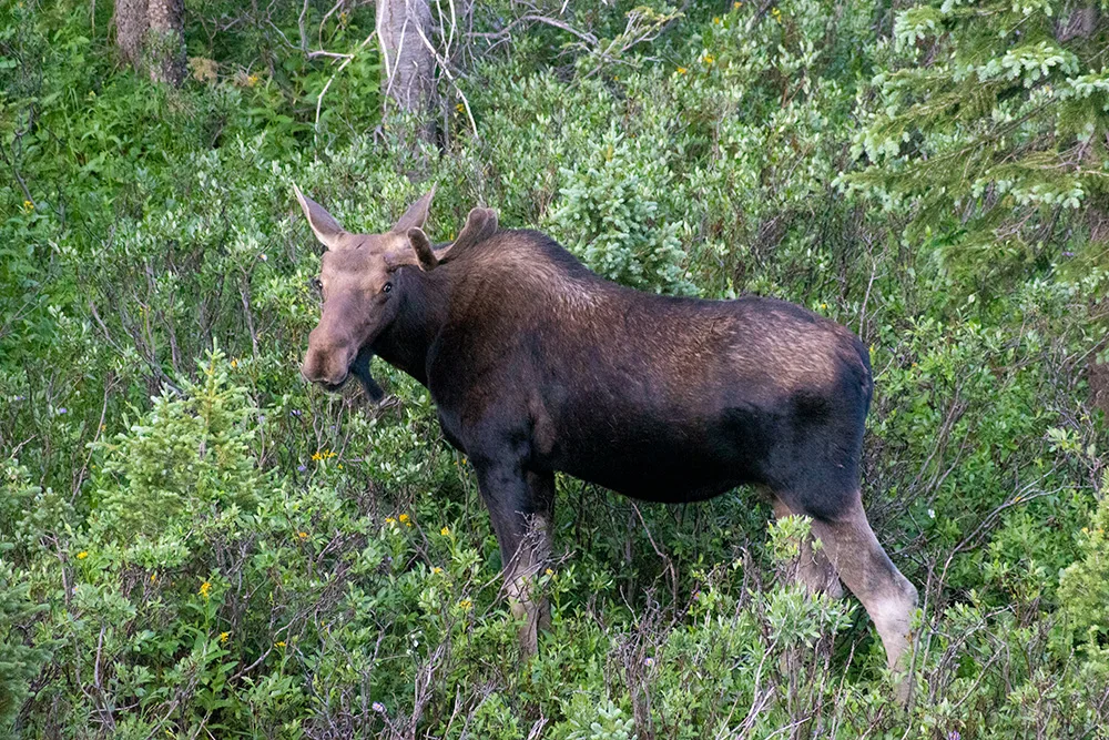 Moose in State Forest State Park Colorado