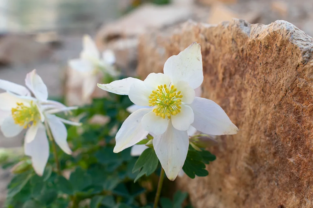 Mountain Flowers