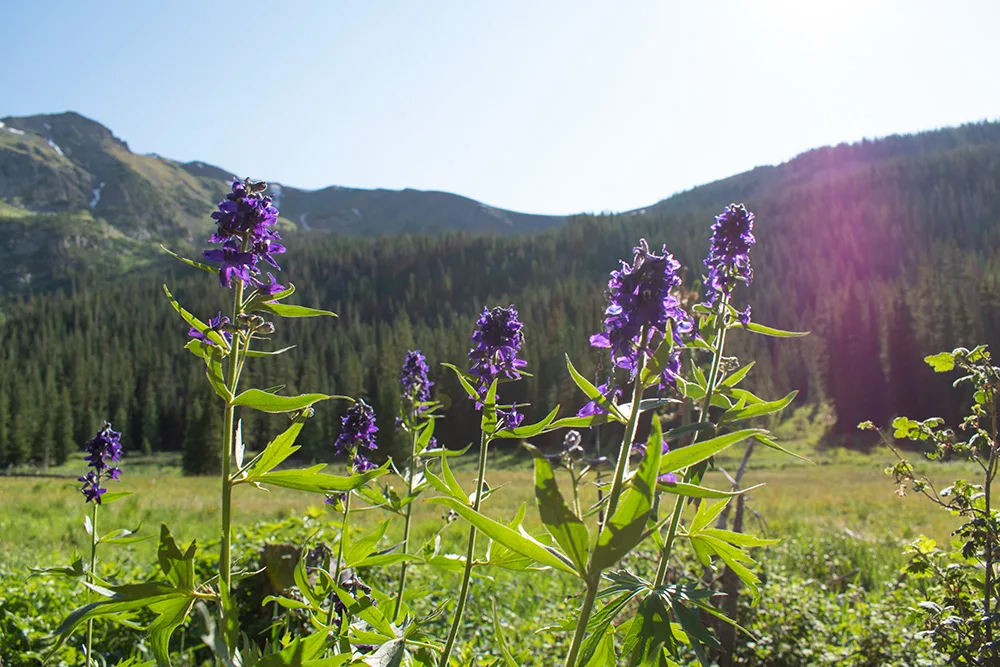 Mountain Wild Flowers in Colorado