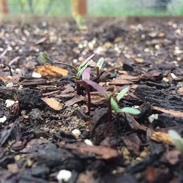 Mulch Helps to Retain Water