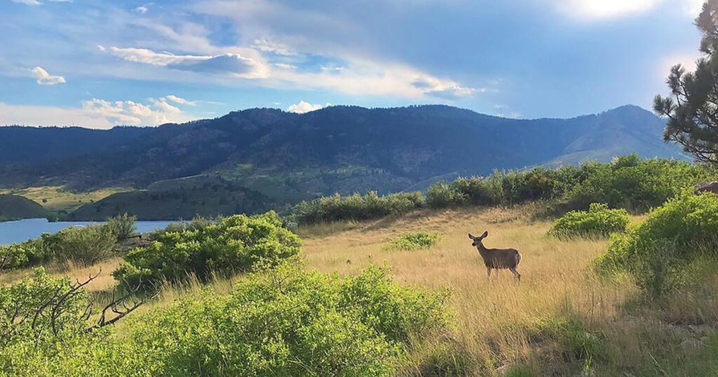 Mule Deer at Horsetooth Reservoir