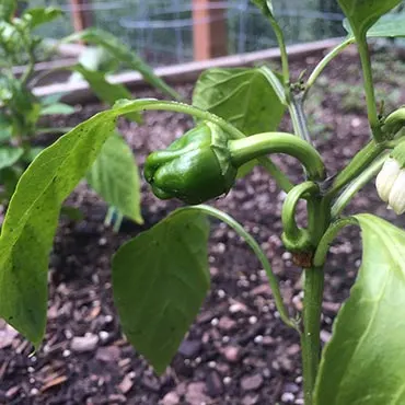 Peppers Doing Well in Colorado Garden