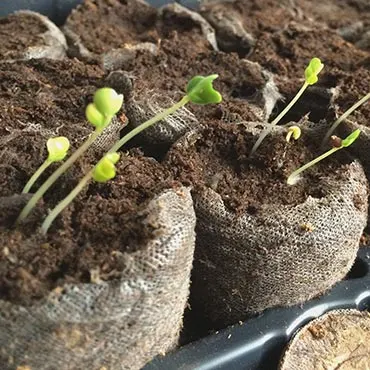 Preparing Plants for Colorado Garden