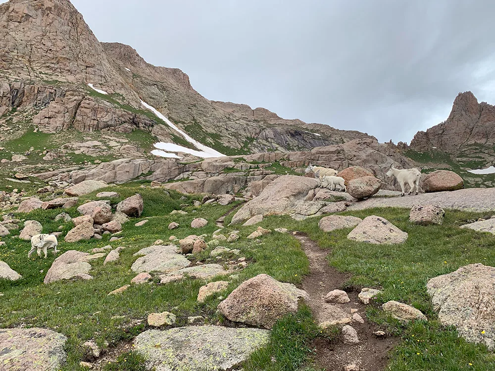 Rocky Mountain Goats Chicago Basin