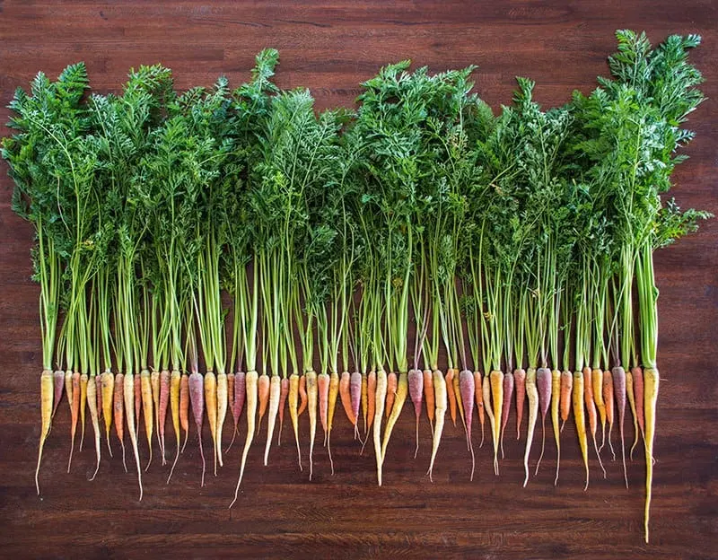 SeedsTrust Carrots