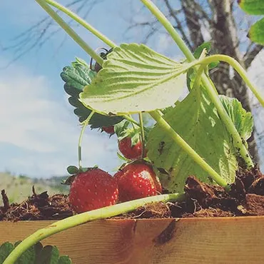 Strawberries do well in Colorado