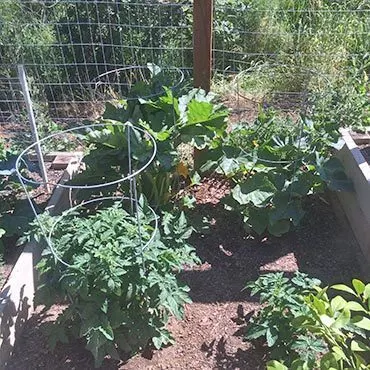 Tomatos and Zucchini