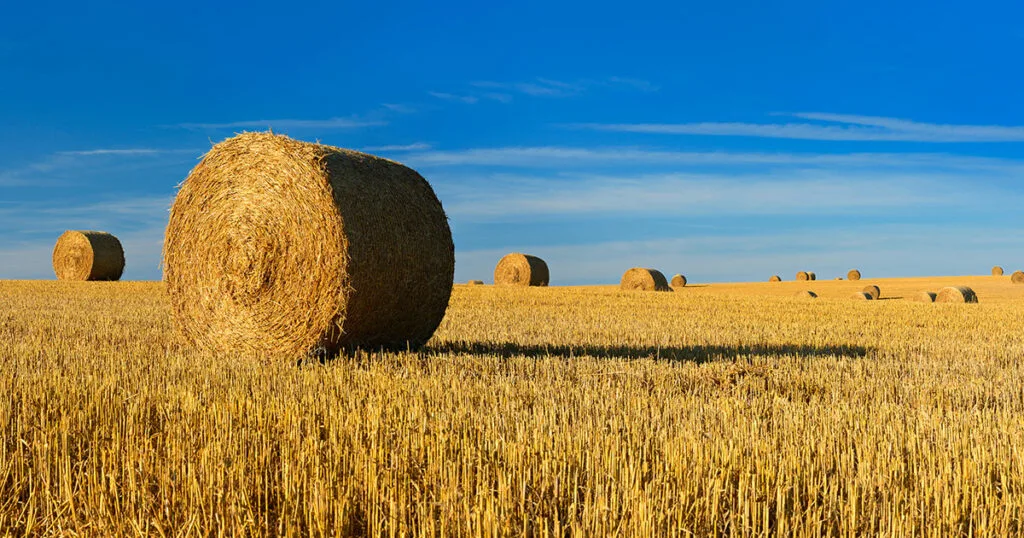 Straw Bale vs Hay Bale - What is the difference (Important!) 