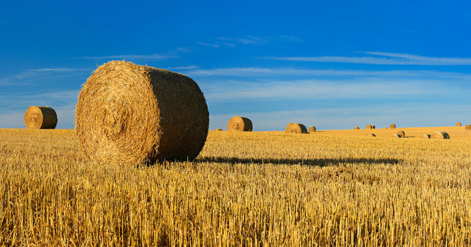 Difference Between Straw and Hay