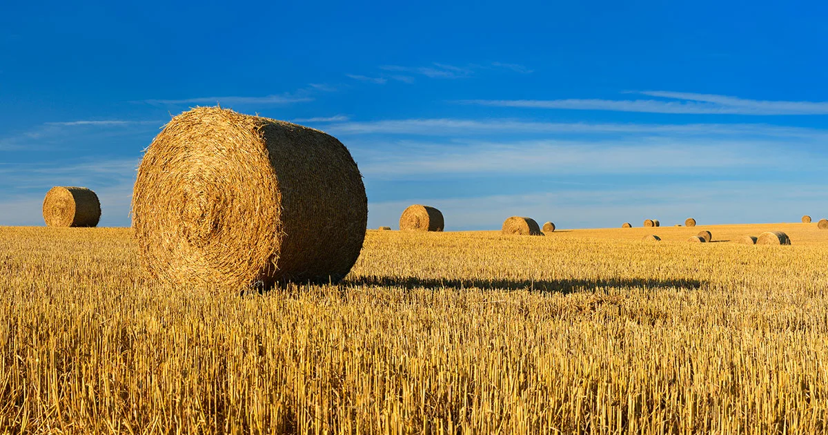 Difference between hay and straw
