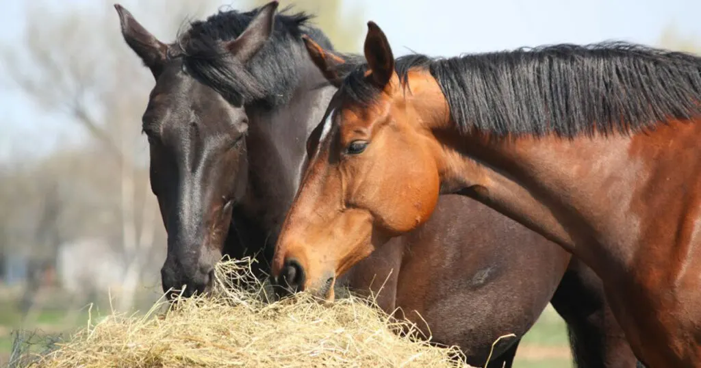 hay for horses