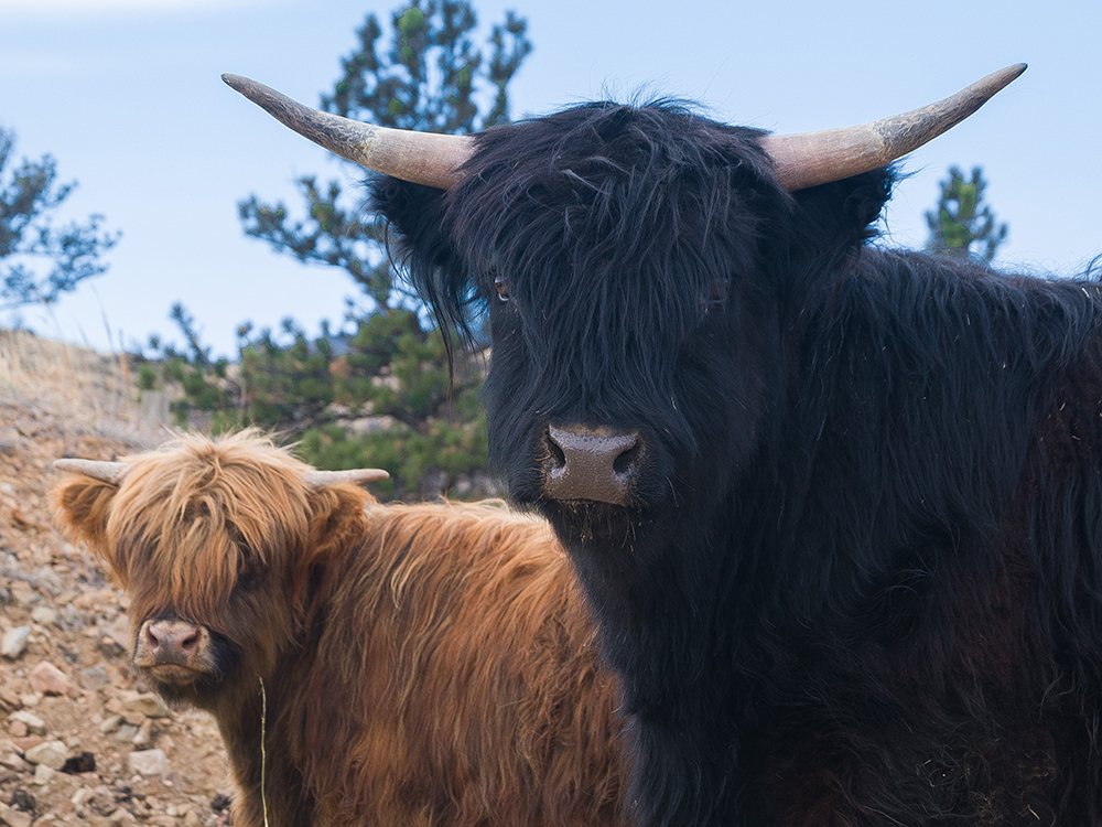 Highland Cows