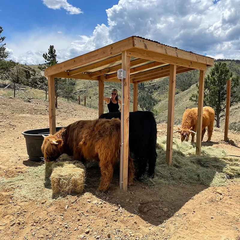 Feeding Highland Cattle