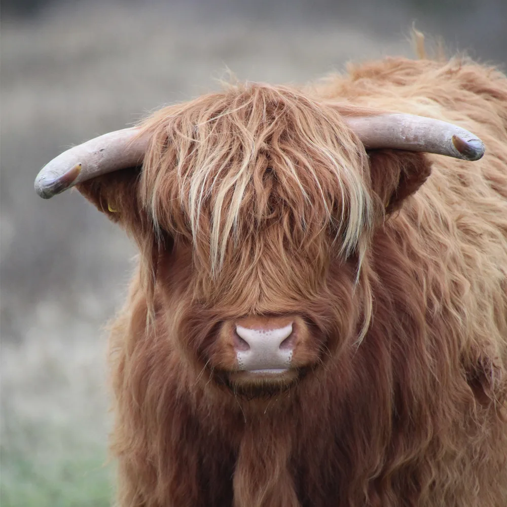 Highland Bull Horns