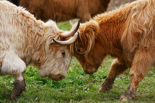 Highland Cow Horns (history, purpose, and more)