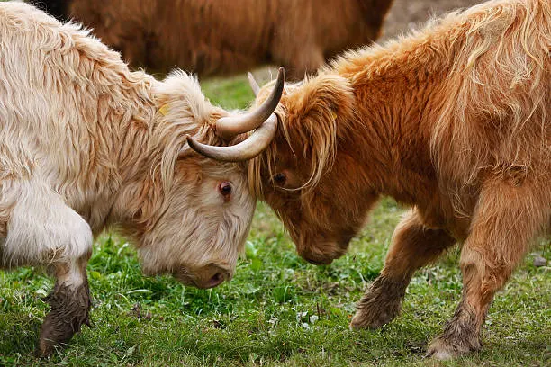 Highland Bulls Fighting