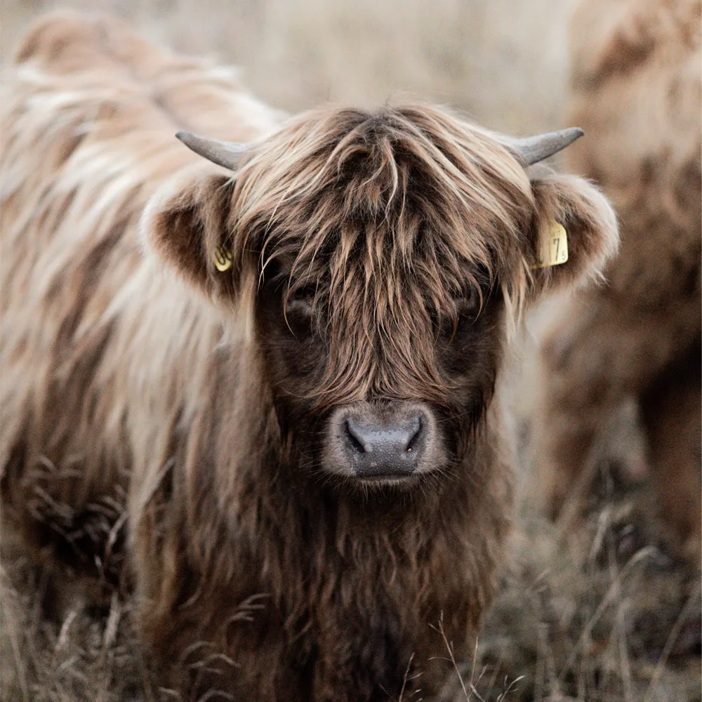 Highland Calf Horn Growth