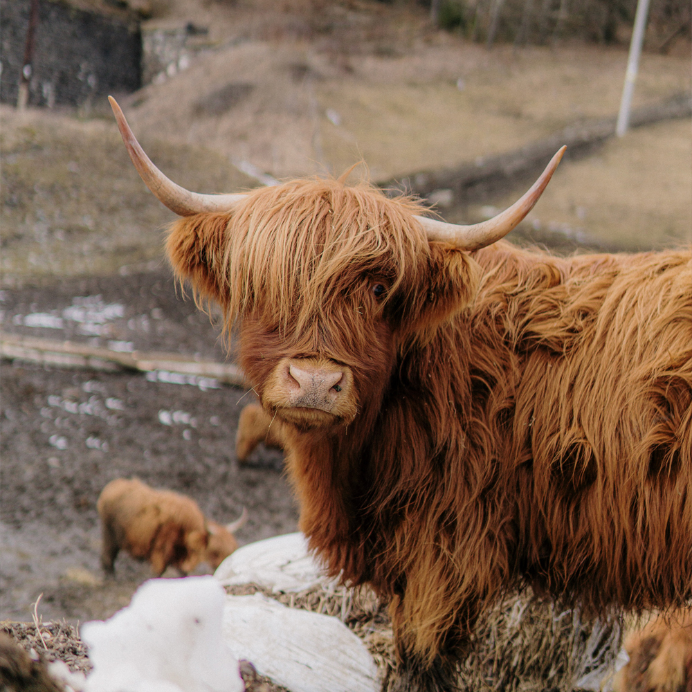 Female Highland Cow