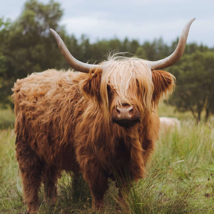 Highland Cow Horns (history, purpose, and more)