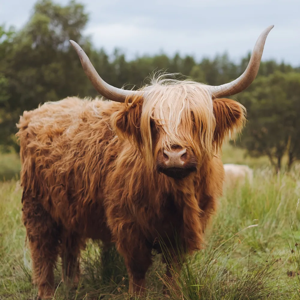 Female Highland Cow