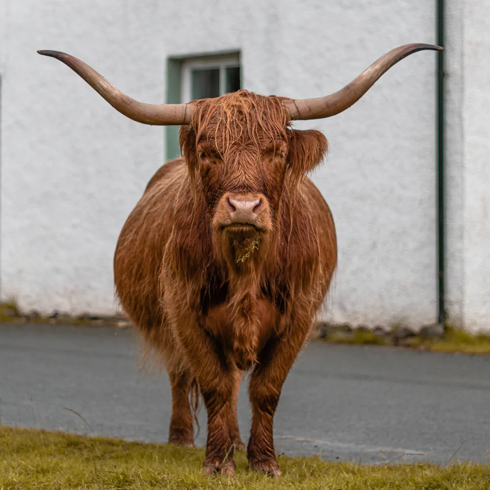 Female Highland Cow