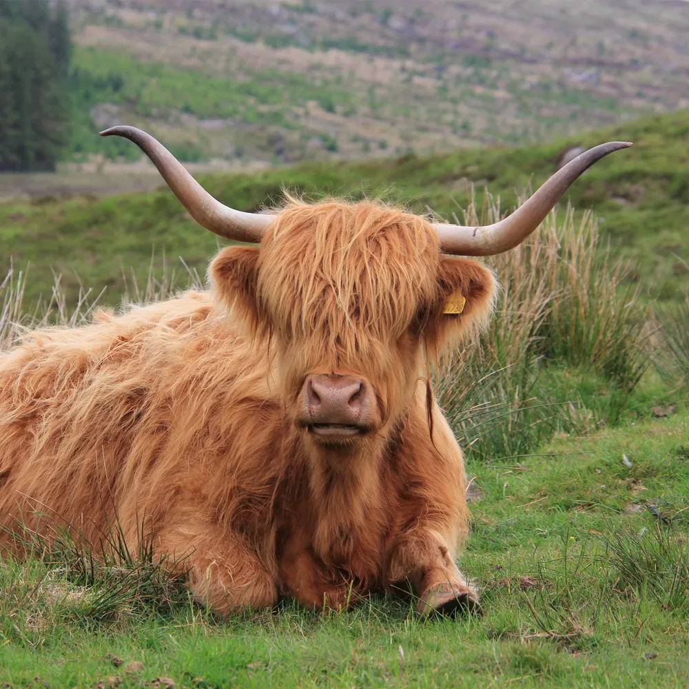 Female Highland Cow