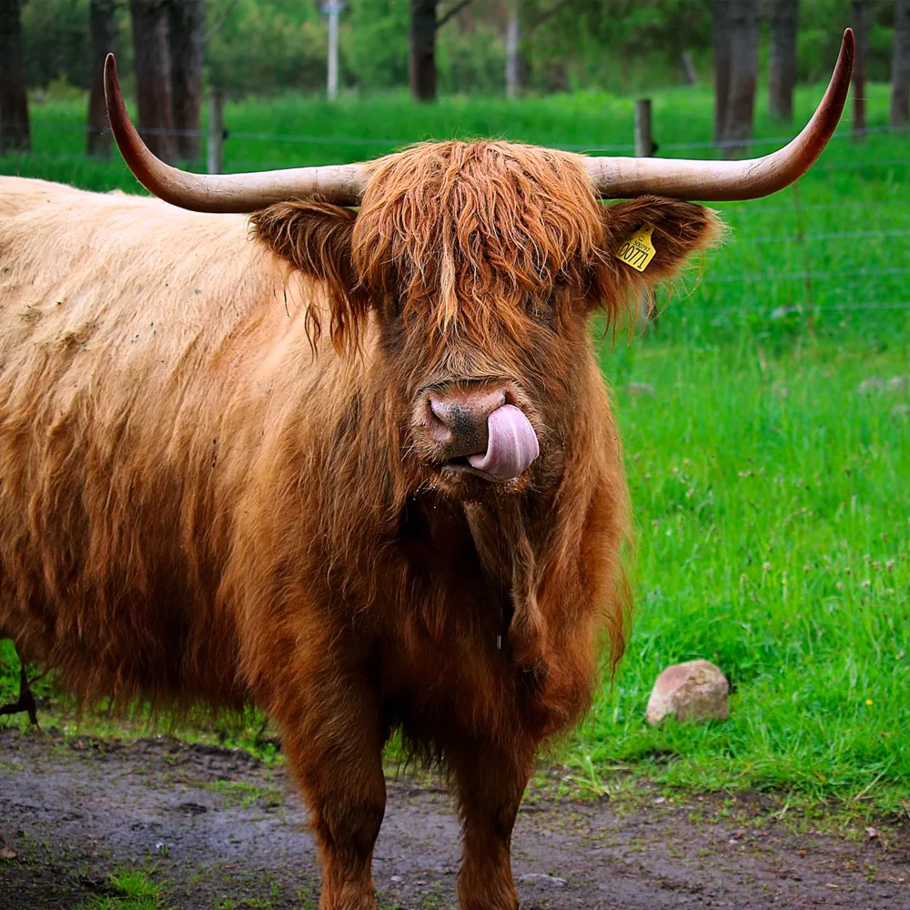 Female Highland Cow