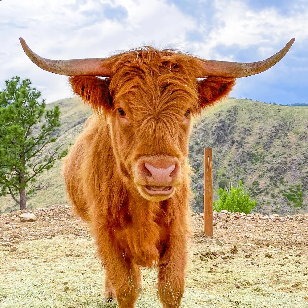 Highland Heifer Horns