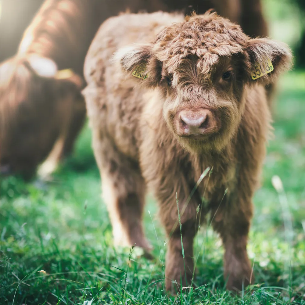 Highland Calf