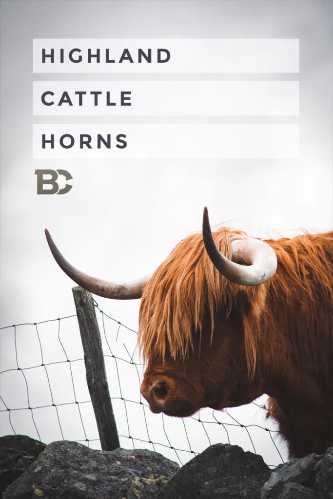 Highland Cattle Horns