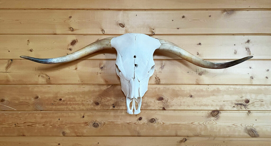 Highland Cattle Skull
