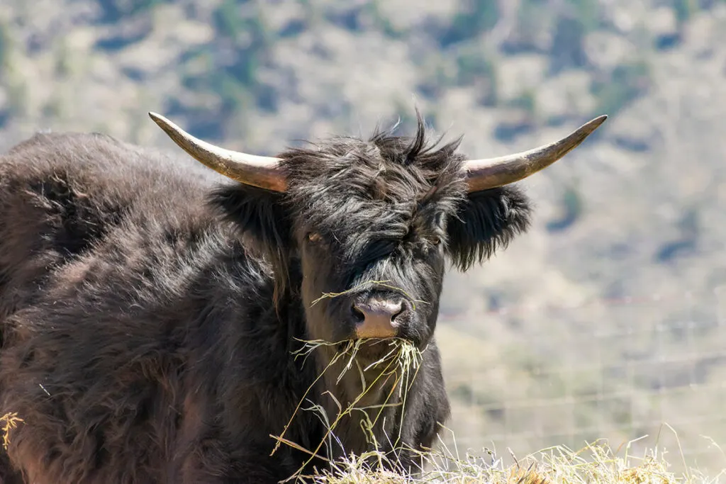 Highland Steer